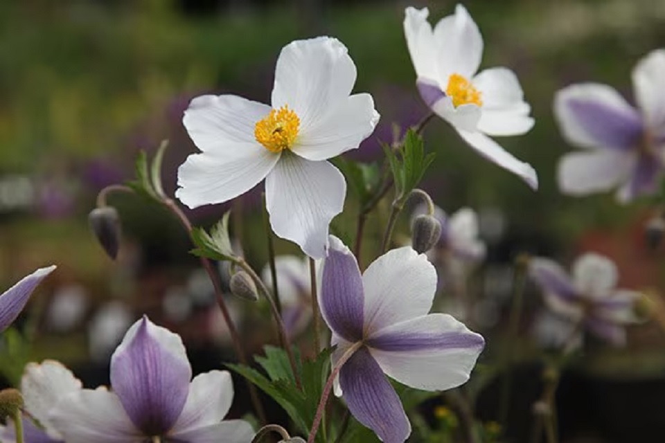 Beautifying Garden with Wild Anemones Wild and Beautiful Looks